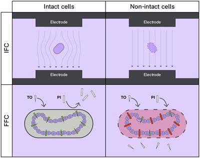 Collaborative cytometric inter-laboratory ring test for probiotics quantification